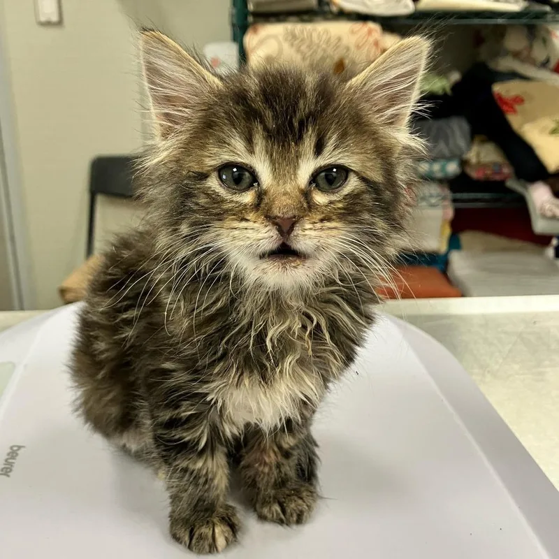 Princess Zelda thumbnail 5