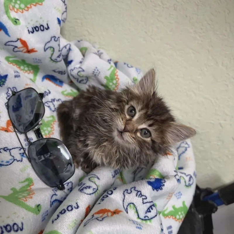 Princess Zelda thumbnail 6