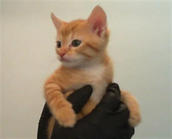 A baby small-sized male Domestic Short Hair cat named Simba for adoption in Charlotte, NC