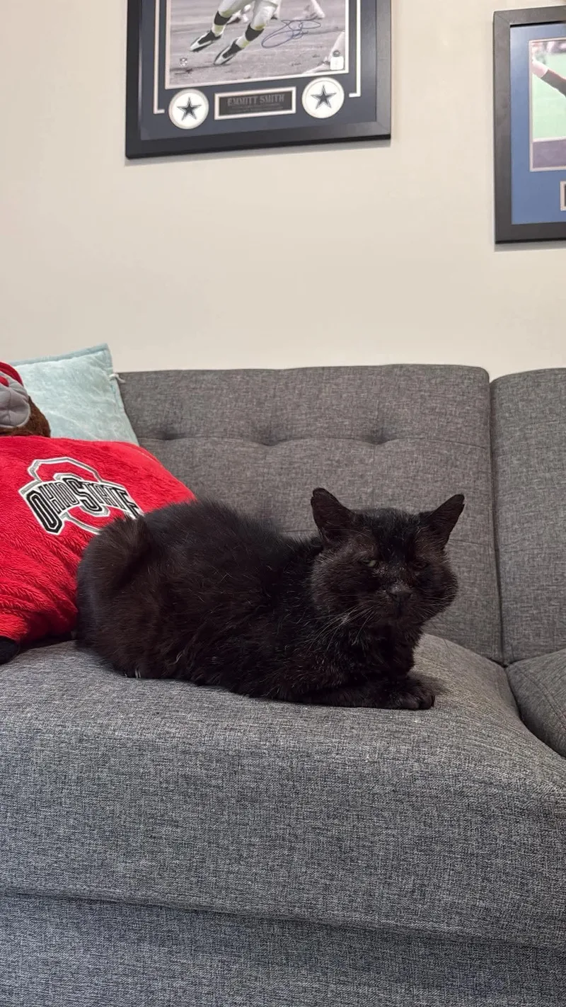A senior medium-sized male Black Domestic Short Hair cat named Ball for adoption in Dublin, OH