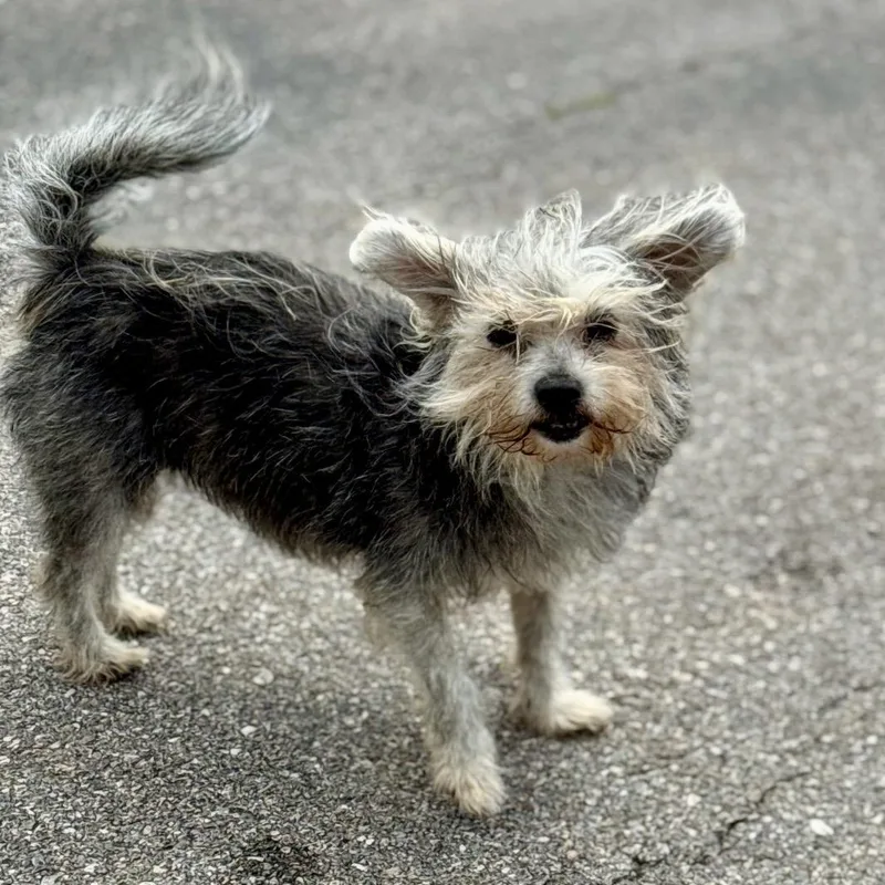 An adult small-sized female Gray / Blue / Silver Shih Tzu dog named Trixie for adoption in Pelham, NH