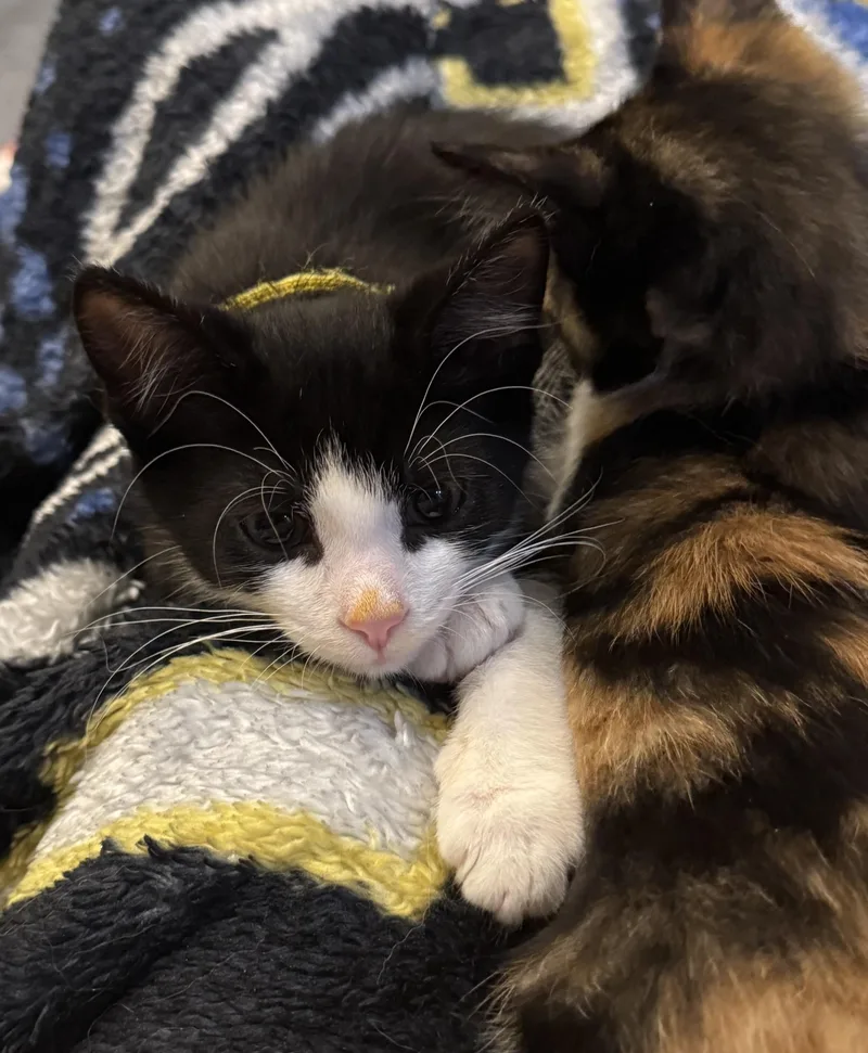 A baby medium-sized male Black & White / Tuxedo Tuxedo cat named Jordan for adoption in Macomb, MI