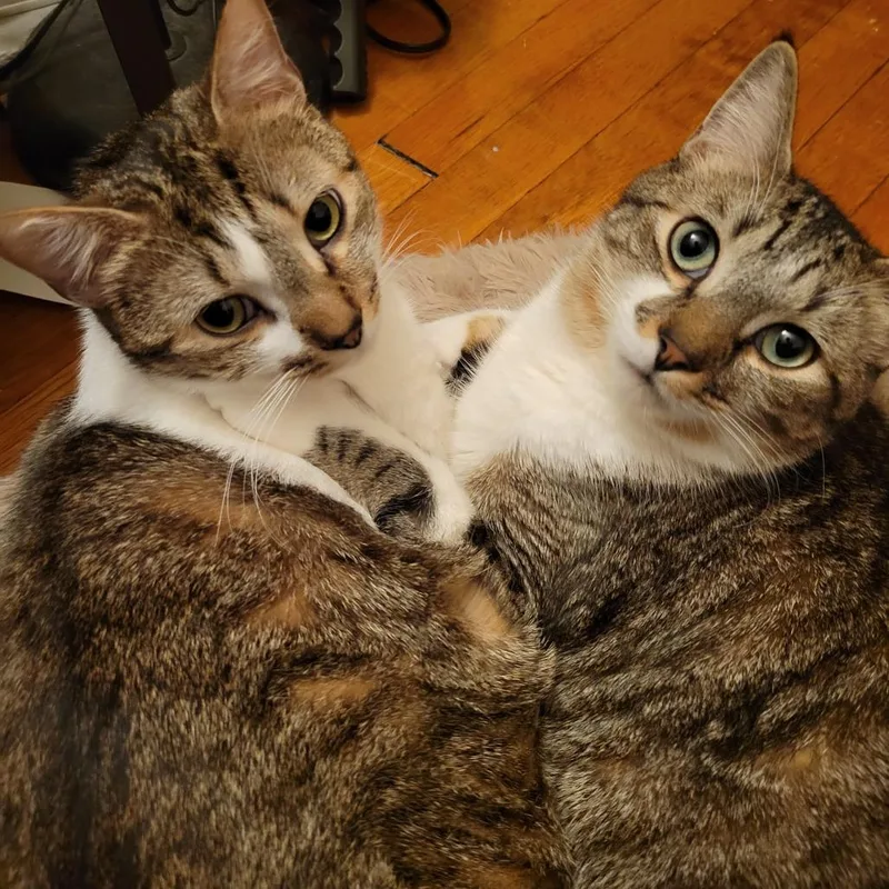 An adult large-sized male Brown / Chocolate Domestic Short Hair cat named Levi for adoption in Westhampton, NY
