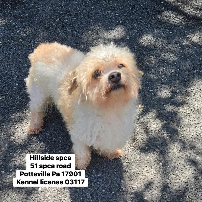 A senior small-sized male Apricot / Beige Poodle dog named Gizmo for adoption in Pottsville, PA