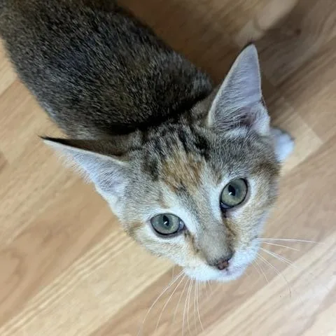 A baby medium-sized female Domestic Short Hair cat named Lacy for adoption in Kenhorst, PA