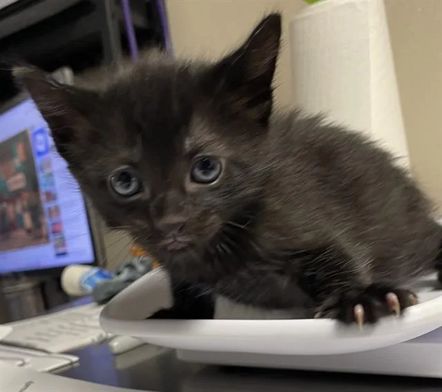 A baby small-sized female Domestic Short Hair cat named Leaf for adoption in Sugar Land, TX