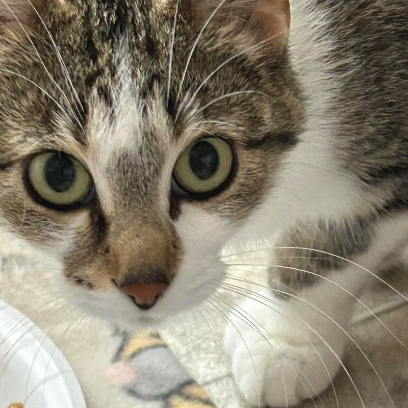 An adult medium-sized female Brown / Chocolate Domestic Short Hair cat named Chicken Noodle for adoption in Plover, WI