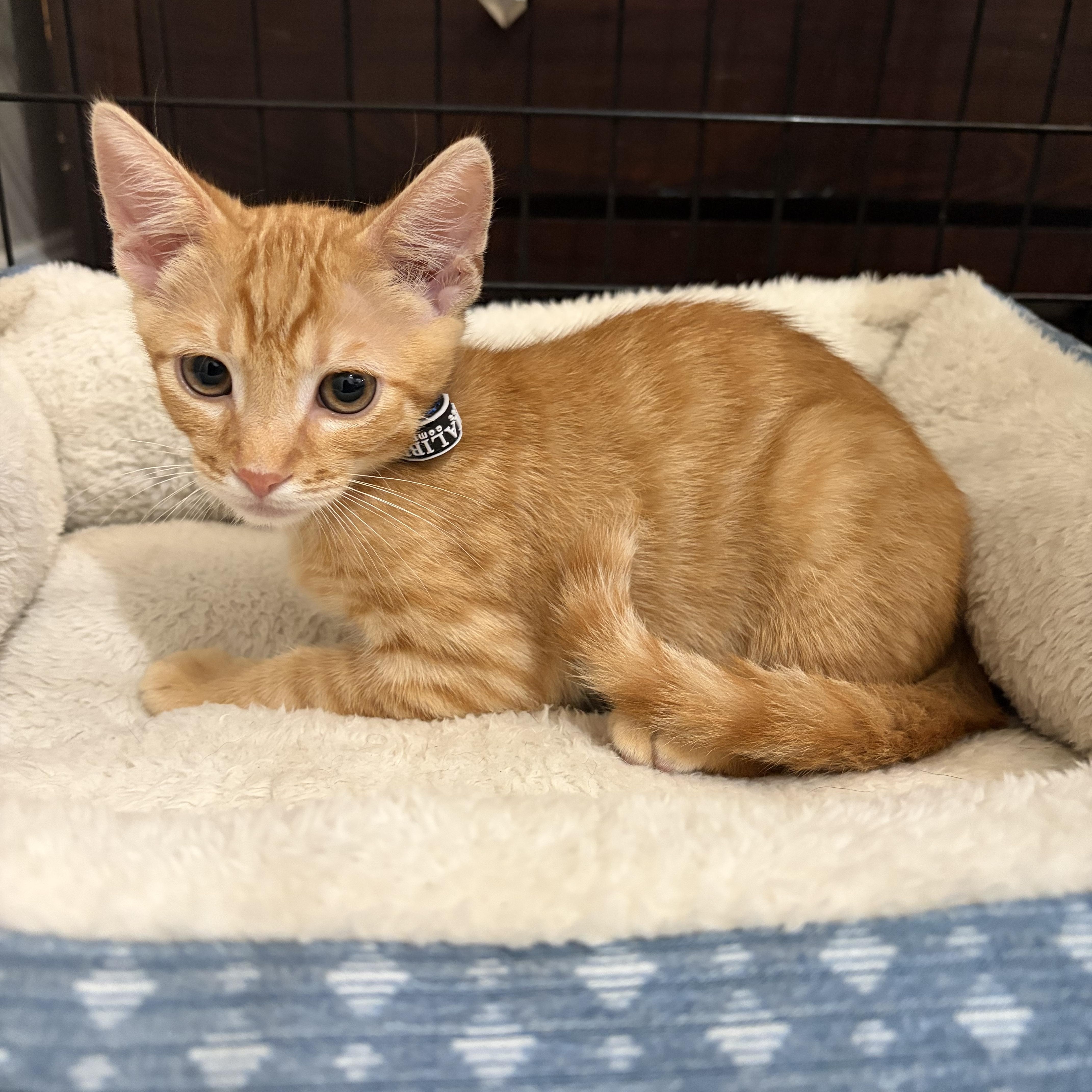 A baby medium-sized male Orange / Red Tabby cat named Ochoa for adoption in Poway, CA