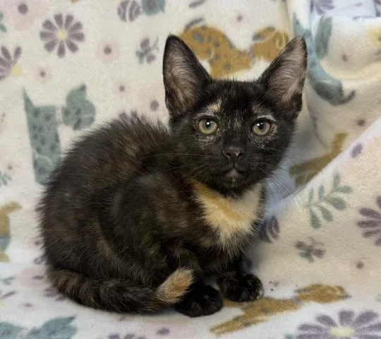 A baby small-sized female Domestic Short Hair cat named Lake for adoption in Los Angeles, CA
