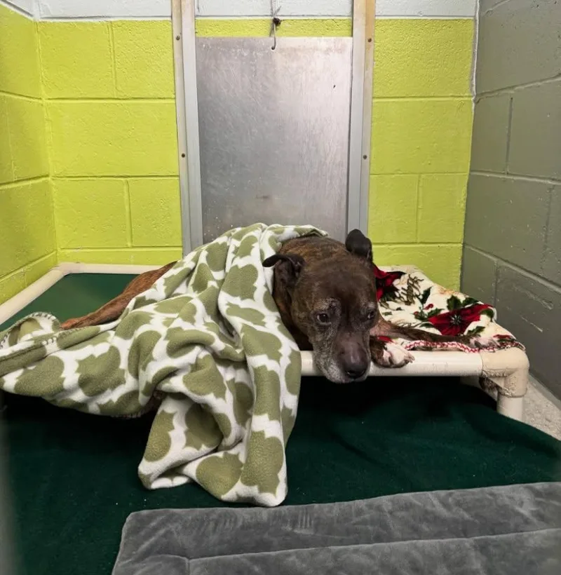 A senior medium-sized female Pit Bull Terrier dog named Noodle "betsy for adoption in Berlin, MD