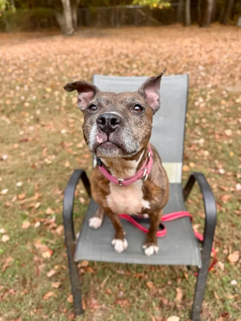 Noodle "betsy thumbnail 5