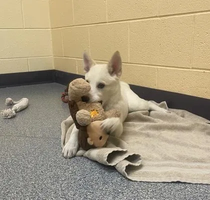 A baby small-sized female Siberian Husky dog named Daffodil for adoption in Westland, MI