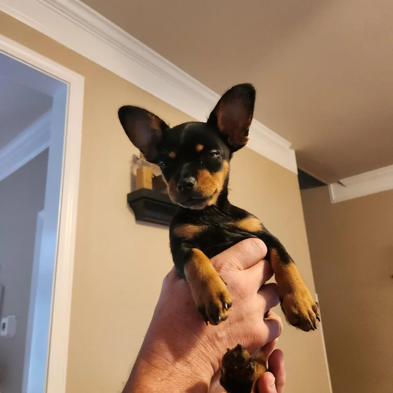 A baby small-sized female Black Chihuahua dog named Molly Sue for adoption in Troutman, NC