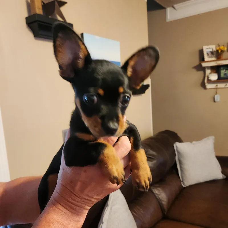 Molly Sue thumbnail 3