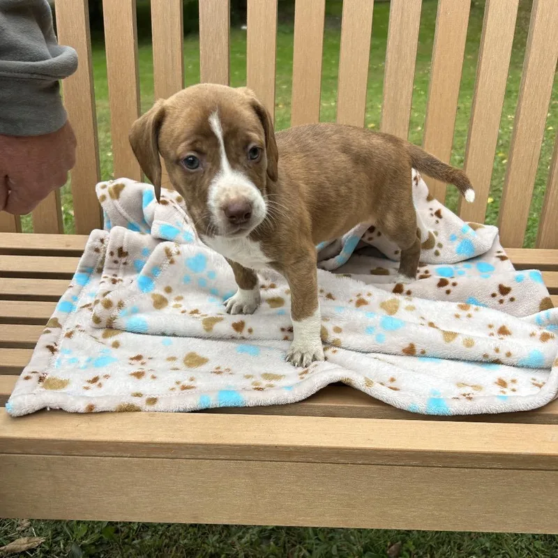 A baby medium-sized female Mixed Breed dog named Pup Sassy for adoption in Moravia, NY