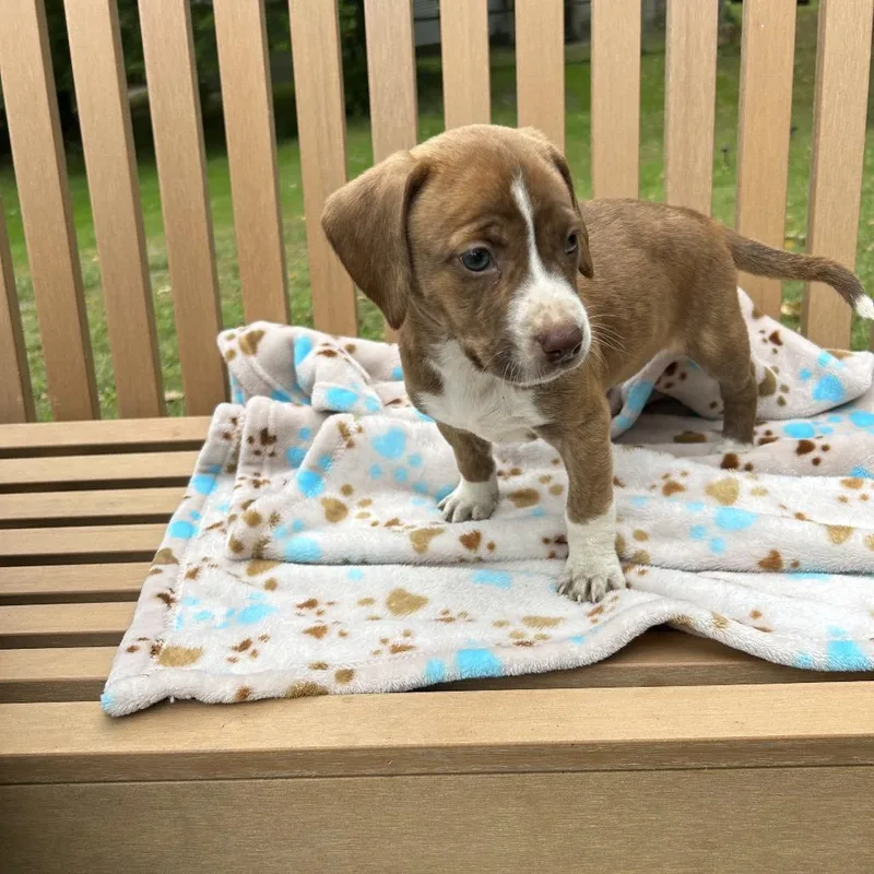 Pup Sassy thumbnail 2
