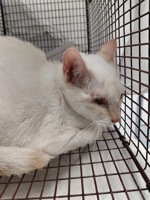 A young medium-sized female Domestic Short Hair cat named Biscuit for adoption in Fort Lauderdale, FL