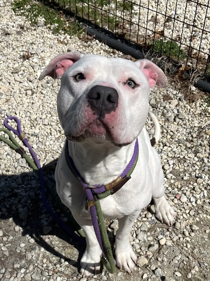 A young large-sized male White / Cream American Staffordshire Terrier dog named Beck for adoption in farmingdale, NJ