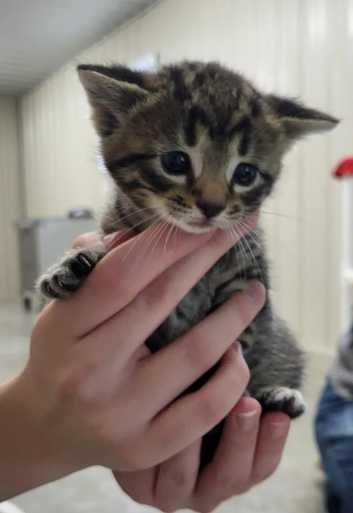A baby medium-sized male Domestic Short Hair cat named Archer for adoption in Medford, WI