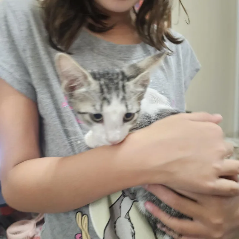 A baby small-sized female Brown / Chocolate Domestic Short Hair cat named Cookie for adoption in San Antonio, TX