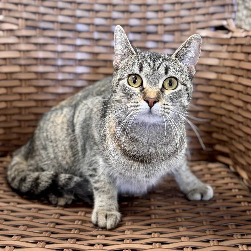 A young medium-sized female Tabby (Brown / Chocolate) Domestic Short Hair cat named Bebe for adoption in Midland, MI