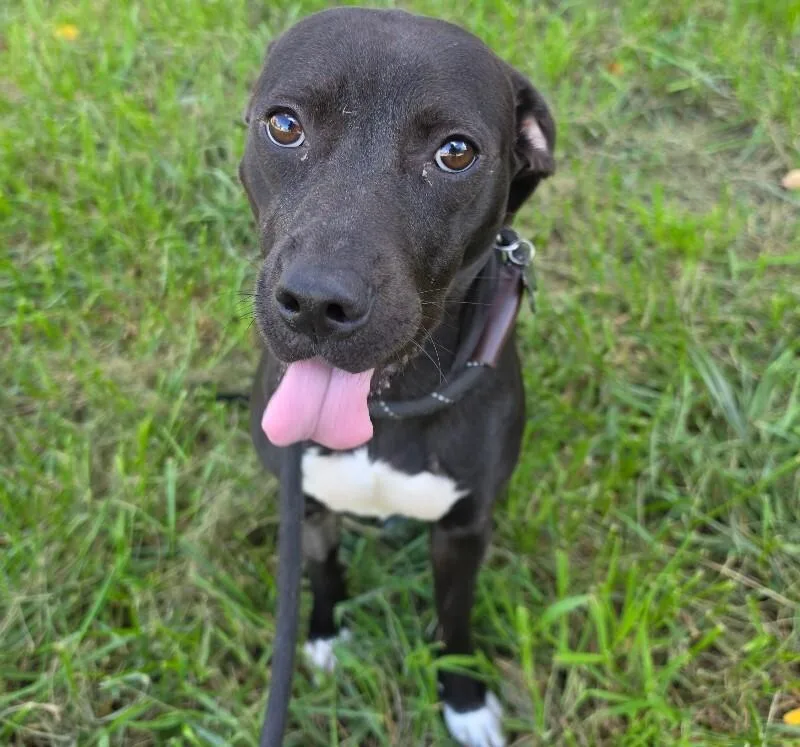 A young medium-sized female Black Labrador Retriever dog named Lainey for adoption in Roanoke, VA