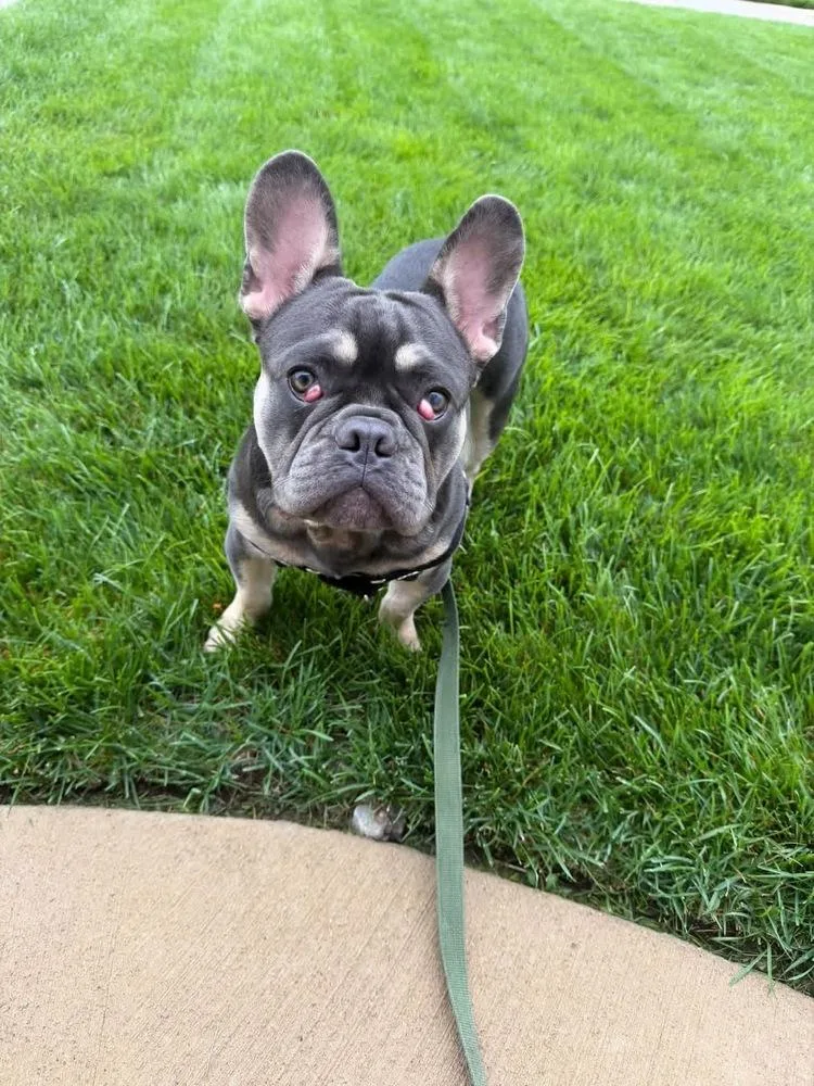Prince Meatball thumbnail 5