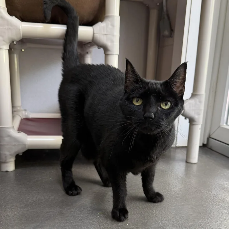 A senior medium-sized female Black Domestic Short Hair cat named Luna for adoption in West Milford, NJ