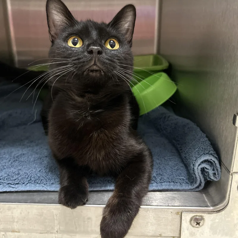 An adult medium-sized female Black Domestic Short Hair cat named Rockie for adoption in La Grange Park, IL