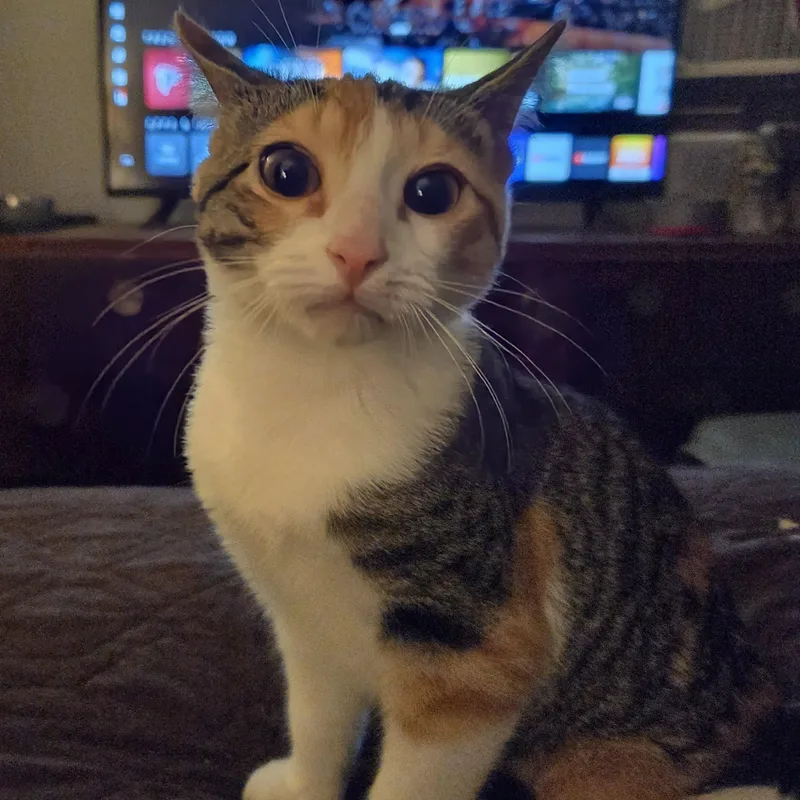 A young medium-sized female Dilute Calico Domestic Short Hair cat named Starfish for adoption in Hamilton, NJ