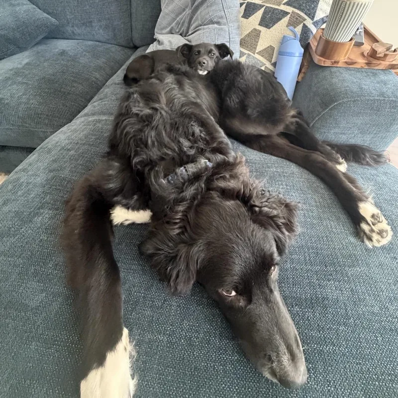A baby medium-sized male Black Labrador Retriever dog named Zion for adoption in La Grange, KY