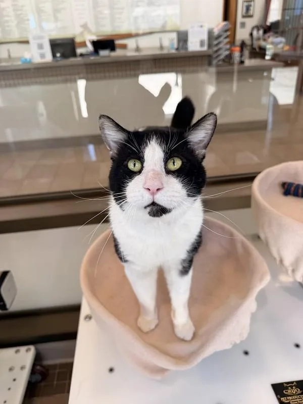 A senior large-sized male Domestic Short Hair cat named Mr. Nubbs for adoption in Truckee, CA