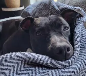 An adult medium-sized female Pit Bull Terrier dog named Danielle for adoption in Gainesville, FL
