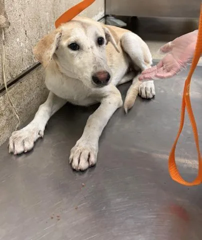 A young medium-sized female Shepherd dog named Fish for adoption in Riverside, CA