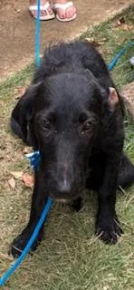 A baby small-sized female Airedale Terrier dog named Kendall Jenner for adoption in Honolulu, HI