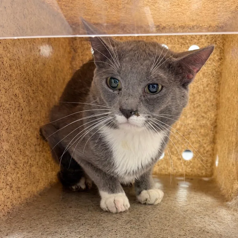 An adult medium-sized male Gray / Blue / Silver Domestic Short Hair cat named Night Shade for adoption in Philadelphia, PA