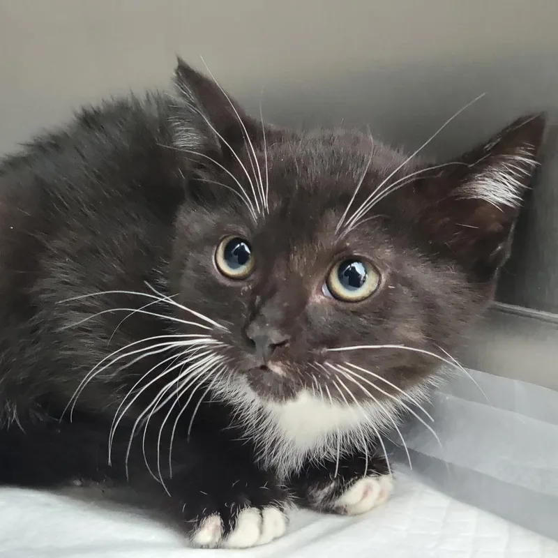 A baby small-sized female Black Domestic Short Hair cat named Dani for adoption in Sarasota, FL