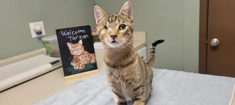 A young small-sized male Domestic Short Hair cat named Tarzan for adoption in Martinsville, IN