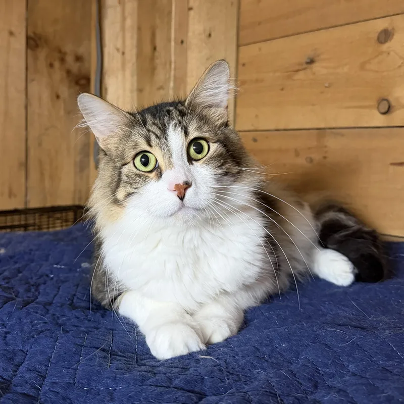 An adult large-sized male Domestic Medium Hair cat named Biscuit Boy for adoption in Beaverton, OR