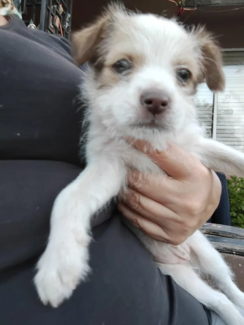 A young small-sized female White / Cream Cairn Terrier dog named Bess for adoption in Fresno, CA