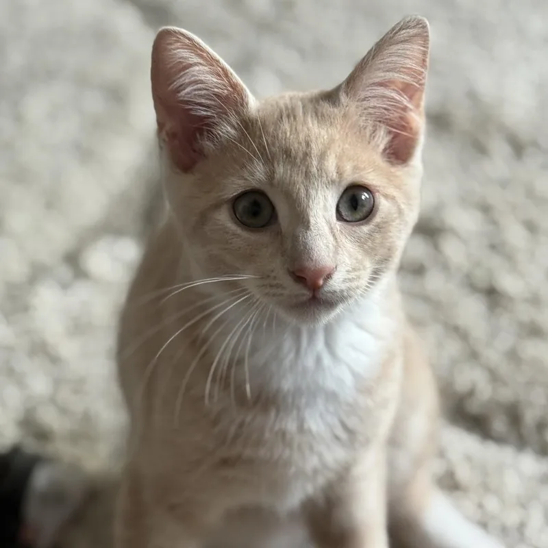 A baby small-sized male Buff / Tan / Fawn Domestic Short Hair cat named Ozzie for adoption in Roswell, GA