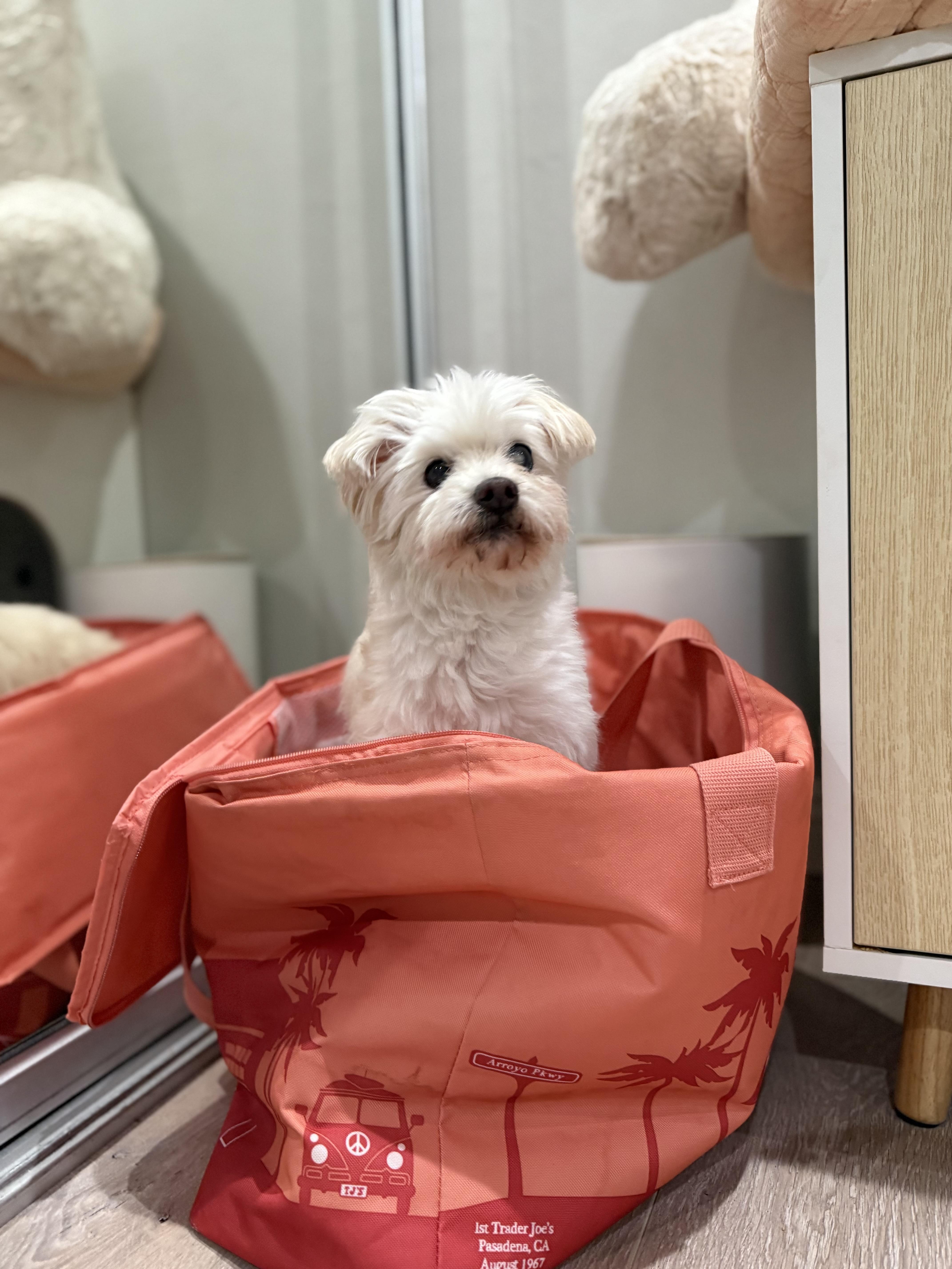 Princess Polka Dot thumbnail 2