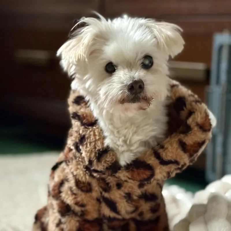 Princess Polka Dot thumbnail 3