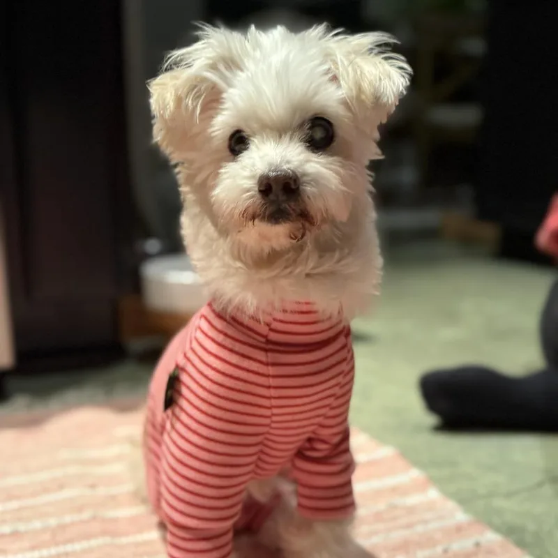 Princess Polka Dot thumbnail 4