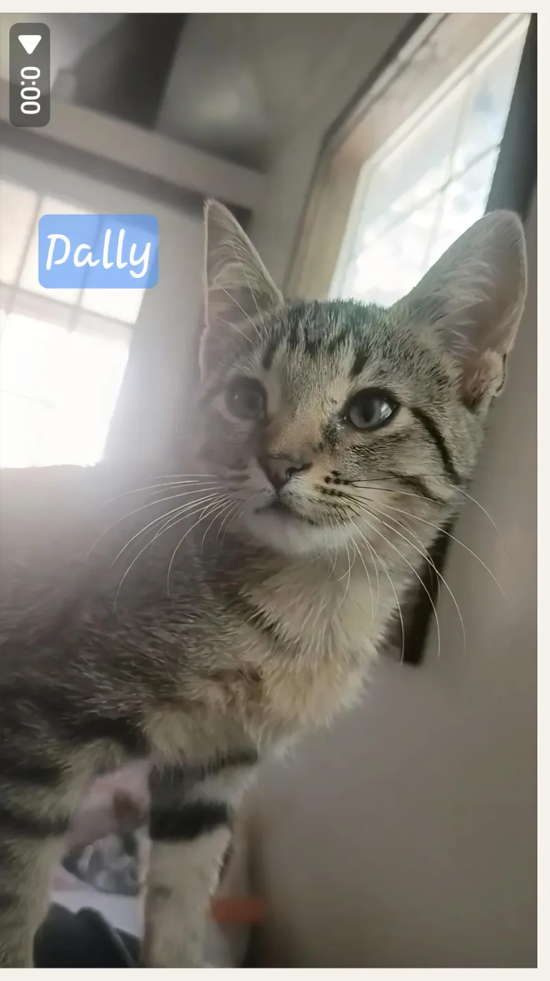 Dilly & Dally