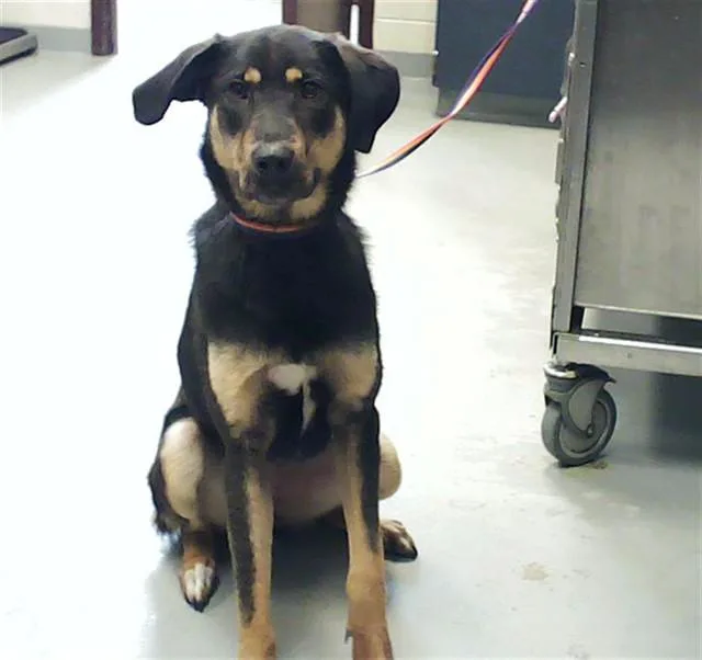 A young small-sized female Treeing Walker Coonhound dog named Daisy for adoption in Fayetteville, NC
