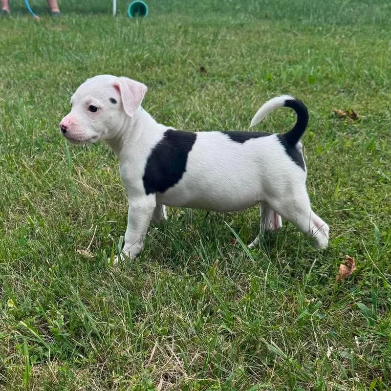 A baby medium-sized female White / Cream Boxer dog named Lovely for adoption in Overland Park, KS