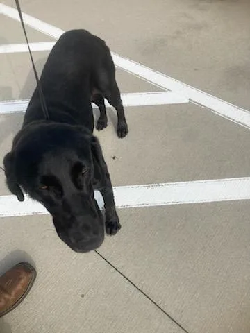 An adult medium-sized female Labrador Retriever dog named Lola for adoption in Baytown, TX