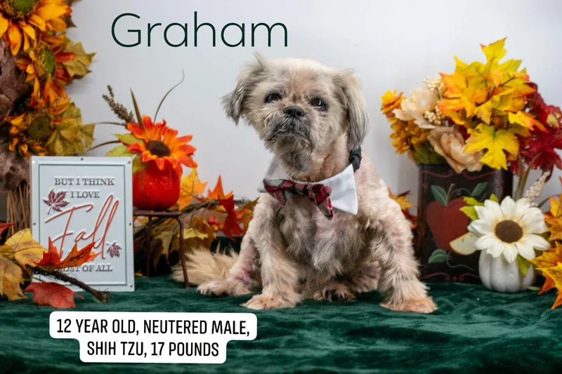 Graham thumbnail 2