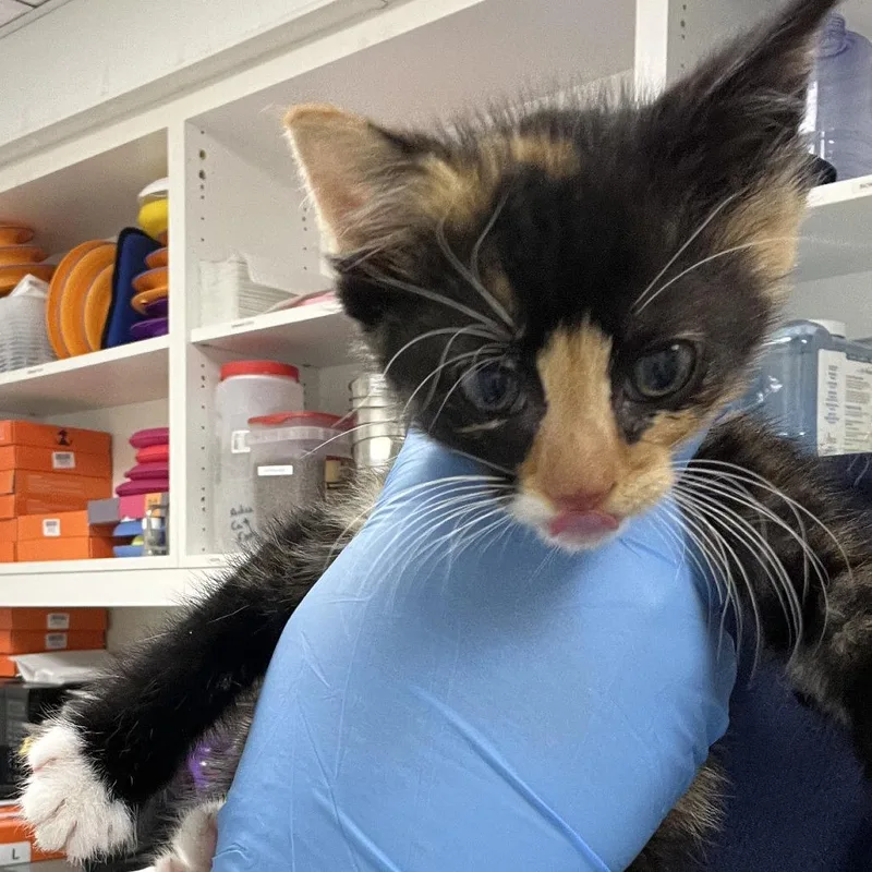 A baby small-sized female Black Domestic Short Hair cat named 71440 for adoption in Harrisonburg, VA